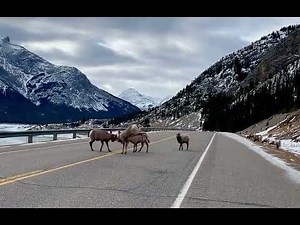 Bighorn sheep (ram) fight beside the Abraham Lake, Alberta.