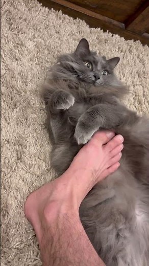 Spoiled Nebelung