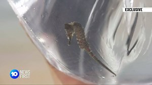 41K views · 1K reactions | Dozens of baby Sydney seahorses were released into the wild after SEA LIFE Sydney Aquarium's 10-month battle to bring them back from the brink of extinction. | 10 News Sydney | Facebook
