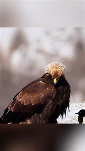 Recently, sika deer and golden eagles have been discovered in north China's Inner Mongolia Autonomous Region. These national protected animals are a testament to the region's rich biodiversity and conservation efforts. #ChorusofLife #ChinainSeconds #ChineseCulture For more: https://english.cctv.com/ | CCTV