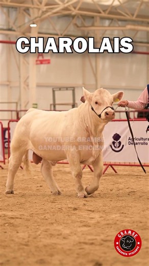 Charolais: una raza bovina líder por su tamaño, eficiencia y rendimiento en engorda #feedlot #toro
