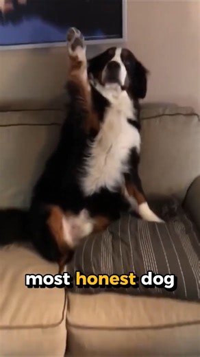 1.6M views · 10K reactions | This Is the Most Honest Dog in the World #dog #dogs #doglover #reelsfb #reelsviral | Fast Motion | Facebook