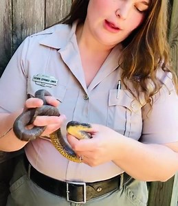 3K views · 67 reactions | Certainly a snake seen at Hueston Woods State Park, the Northern Water Snake is a dweller of creekbeds and bodies of water. We hope you enjoy this short talk and close look at our Northern Water Snake | Hueston Woods State Park | Facebook