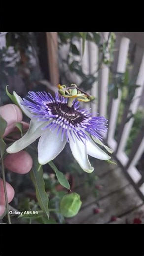 The Passion Flower 🌼 🌸 🌻 is Stunning #garden #flowers #shorts