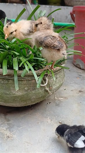 cute baby chicks chirping adorable video #chicks #babychicks #babychickens #chirping #littlechicken