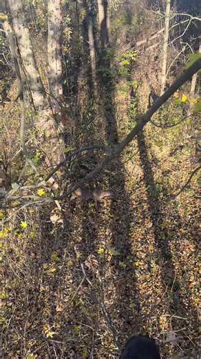 Buddy came back for the doe real quick 😂🦌 #hunting #archery #whitetail | Jake Outdoorz