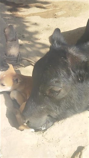 tu hai mera yah sansar saraera yeh pyar sara tere liye hai #song #cow