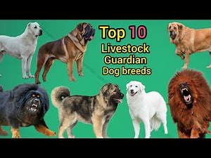 Top 10 livestock guardian dog breeds | protecting your farm and flock #dog