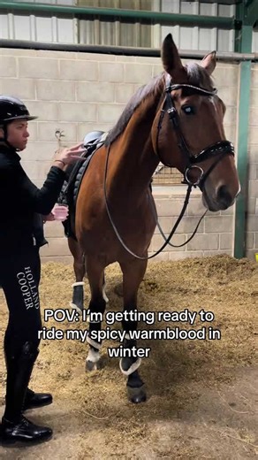 Getting my spicy warmblood ready for a chilly winter ride