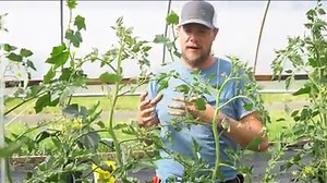 A few helpful tips on why/how to prune your tomato plants. 💚🌱 | Territorial Seed Company
