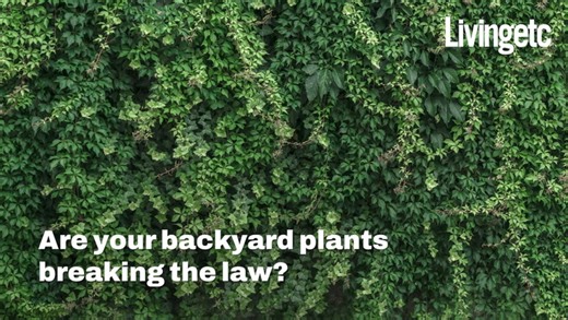 Watch: Could Your Garden Plants Be Breaking The Law | Living Etc | Tom's Guide