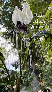 84K views · 4.8K reactions | This is the most AI-looking, real flower in the world.- #bat #exotic #plantreel #plantreels #flowers #blooms #plants #plantsmakepeoplehappy #plantsmakemehappy #plantlover #plantsofinstagram #rareplants #flowers #bloom #nofilter #flowerstagram #nature #plant #plants #rustyexotics | RustyExotics Nursery | Facebook