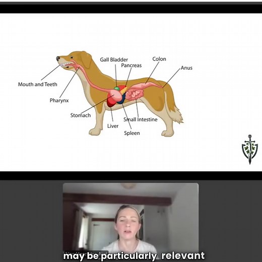 The members of The Den really are a lucky (and very lovely!) bunch! This is a snippet of one of many weekly live lectures - this particular one as part of our Canine Nutrition Academy, all about cooking food for our dogs and when this might be a good idea. Lisa is now hosting the Advanced Canine Nutrition Academy and the "deep dive" on tomorrow's (Wed 11th Nov, 1pm GMT) lecture is entitled "The Dog Owner’s Stress Load: A Biopsychosocial Approach" Curious? Want to be a part of this fantastic comm
