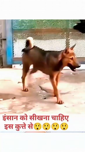 1.1M views · 10K reactions | Dog  me Viral Reels 藍 funny comedy scenes Shuj kvaliti funny 藍 reels comedy #funny #viral #Reels #ViralReels #meta #wow #happy #funnyreels #funnymemes | Bharat Rathore | Facebook