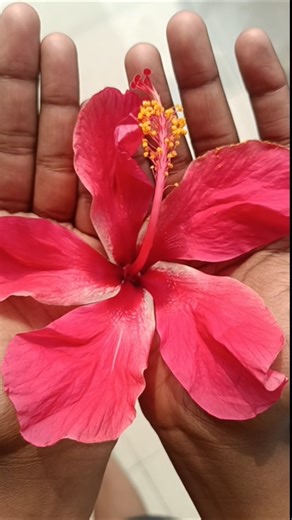 #flower shorts#viral flower shorts#viral flower shorts#flower short song#