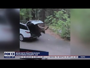 Bear climbs into an SUV and destroys the car's interior | FOX 13 Seattle