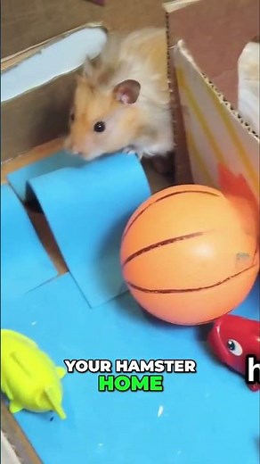 Gentle Guide to Handling Your New Hamster: Tips for a Safe Start