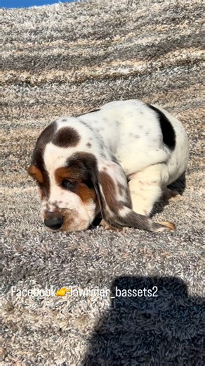 Lowrider Bassethounds on Instagram: "❤️❤️"