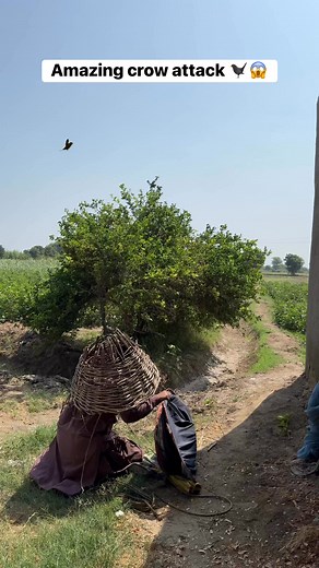 1.7M views · 3.5K reactions | Amazing crow attack ‍⬛ #crow #attack #farming #hunting | Farmer hunter | Facebook