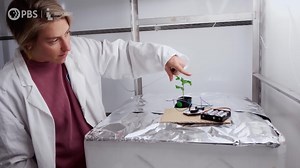 “We talk about robots as if they are alive, and yet we are not prepared to talk about plants as if they are alive.” -Monica Gagliano, Plant Behavior & Cognition, University of Sydney Watch #AwarePBS on PBS & the PBS Video app starting April 25. https://to.pbs.org/3jeWaTw | Independent Lens | PBS