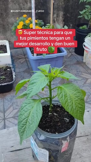 🔴 ¡Ya está disponible la guía completa paso a paso para que tengas tu propio huerto productivo en casa! ¿Quieres el taller/curso completo? Accede a mi perfil 🤠 Ahora puedes aprender a cultivar diferentes alimentos orgánicos en tu casa, AUNQUE NO TENGAS ESPACIO. Vea algunos de los productos orgánicos que producirás: 🍅 Tomates bien jugosos y grandes 🥬 Acelgas con hojas enormes 🥕 Zanahorias grandes 🔴 Rábanos exquisitos 🌰 Cebollas y cebollinos grandes y de hojas gruesas 🌱 Lechugas en unas se