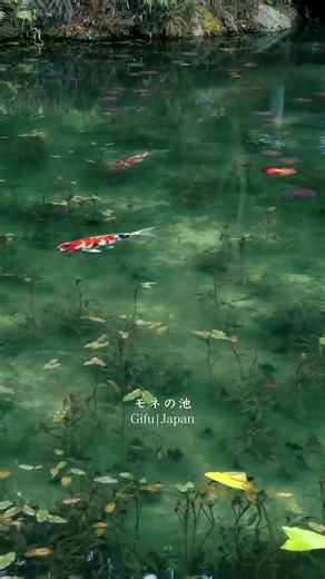 Monet’s Pond in Gifu, Japan — crystal clear koi pond that looks like a living painting. #japantravel