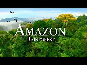 Adventure To Amazon Rainforest | Amazon Jungle | Amazon Forest