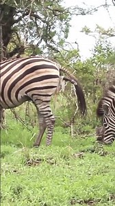 "An Extraordinary Process: How a Zebra Gives Birth to Its Baby!"