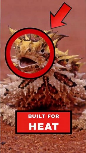 Top 5 Animals That Live In The Desert
