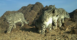 16K views · 1.9K reactions | Rare, precious footage: a snow leopard family of four, caught on a remote-sensor camera in Mongolia's Tost Nature Reserve. Learn more about these endangered mountain cats and how you can help protect them at https://www.snowleopard.org/rare-footage-snow-leopard-family-four/ | Snow Leopard Trust | Facebook