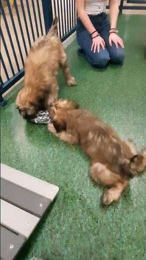 🐾 Meet Our Soft Coated Wheaten Puppies at Frontier Pets! #wheatenterrier #puppy #puppy #shorts