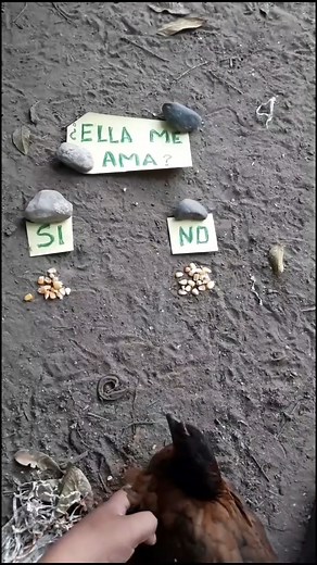 331K views · 13K reactions | #reelsviral #fypシ゚ #videosvirales #influencers #parati #viralreels #reels #tutorial #AmaZing #fypシ゚viral #fyp #tiktokerviral #peru #hombres #viral #humor #virals #Tiktok #tiktokviral | Sibenito | Facebook