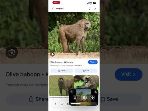 ￼ Zoo tycoon animal sound effects