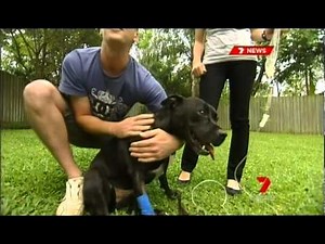 Bellbowrie Vet - Brown Snake Bite Dog