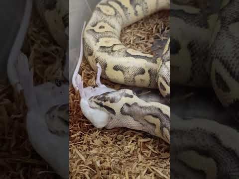 Hand Feeding Superfly Chocolate Ball Python – Watch It Swallow Prey!