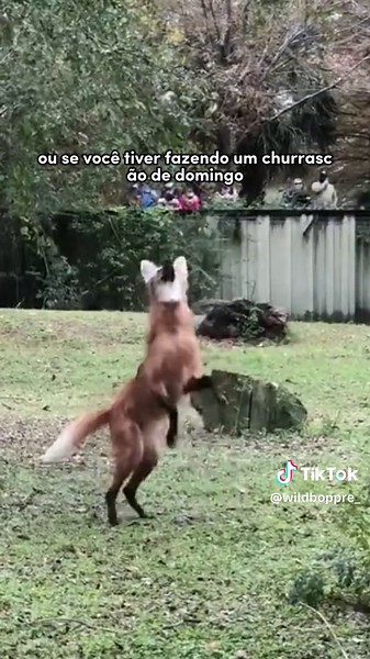 Lobo Guará: Curiosidades e Comportamento