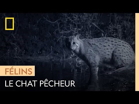 The elusive fishing cat, the cat who loves water