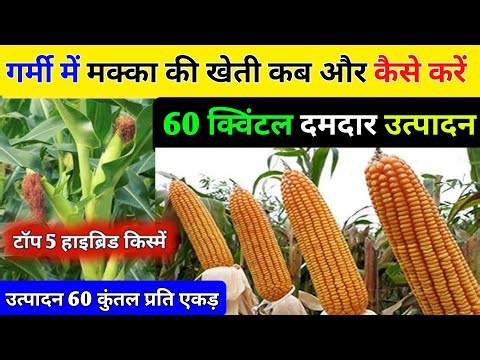 1 एकड़ में 80 कुंटल मक्का उत्पादन//मक्का की खेती कब और कैसे करे | Makka ke kheti ki jankari | part 2