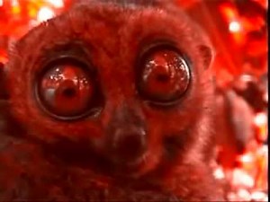 Dramatic lemur , I see you!