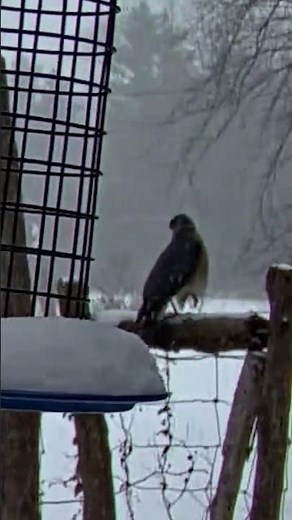 Cooper's Hawk Swoops Through Snowy Cornell Feeders During Blizzard