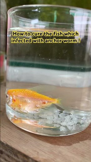 How to cure the anchor worm infection #fishcare #fishmedicine #fishfarming #homeremedies #fishtank
