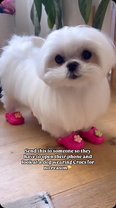 652K views · 21K reactions | Just a dog and her crocs勺 • • #dog #dogs #doggo #dogoftheday #dogsofinstagram #pup #puppy #puppies #funny #adorable #doglover #doglove #maltese #trend #viral #cute #cutedogs #crocs | Cocothemaltesedog | Facebook