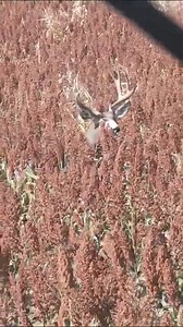 Hey deer, meet our friend Deere! We see some amazing wildlife out here in the open spaces and make sure they stay clear from our headers. Thanks, Hugh, for sending this one in! | High Plains Harvesting
