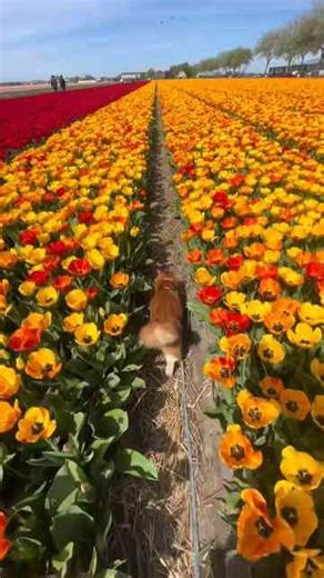 Exploring the magical tulips of the Netherlands