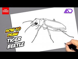 How to draw Tiger Beetle