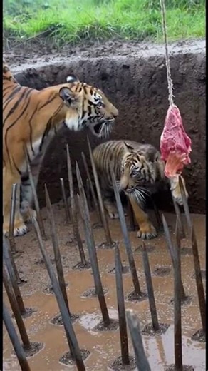 Tiger Falls Into a Deep Pit and Can’t Escape 😱🐅 #shorts #wildlife #tiger #viralvideo