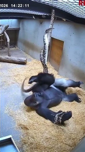 Gorilla vs Snake: Who Wins This Awkward Encounter? 🦍 #Shorts