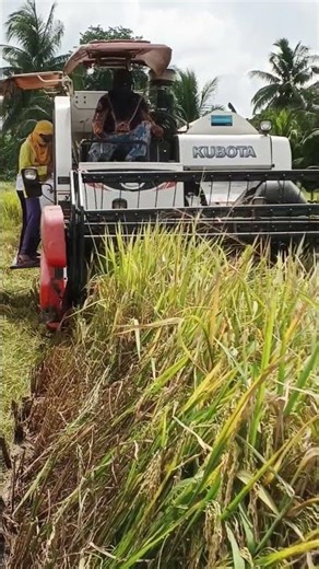 Harvest love 77 variety