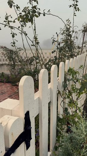 The last bit of roses on the farm! ✨ | Joanna Gaines