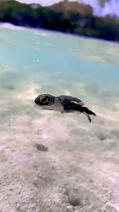 amazing view of a new born turtles first swim in the ocean 🌊 #ocean #turtle | Turtle Lover
